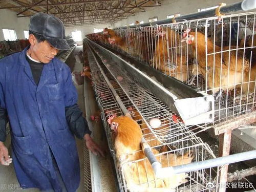 2022年畜牧養殖業的10大商機 養牛人的看法是否靠譜？