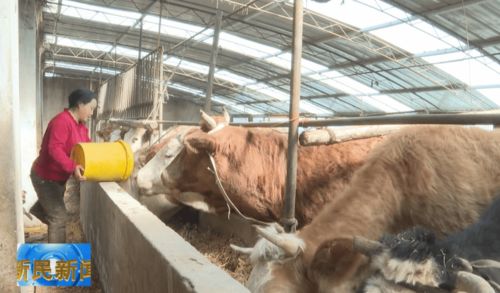 遼育白牛 我市肉牛養殖的“明星”與發展新引擎