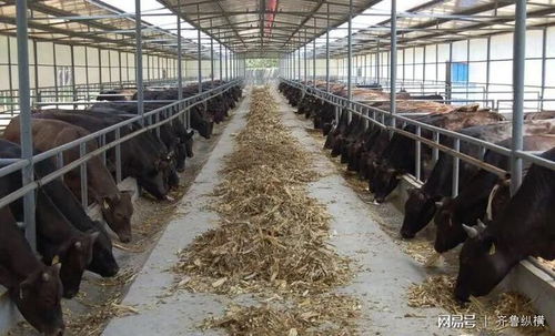 高青農民養殖“金?！庇幸惶?肉牛登國宴，奶牛單產領全國