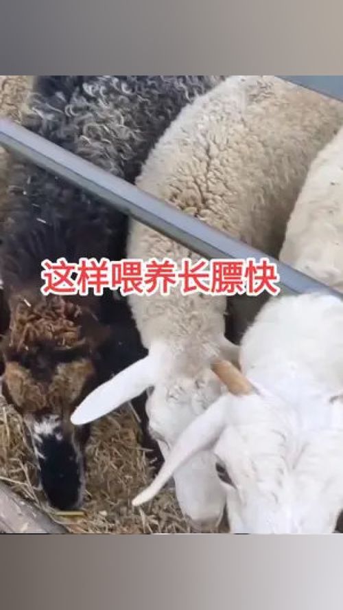 科學喂養與養殖小妙招 助力畜牧與水產高效發展